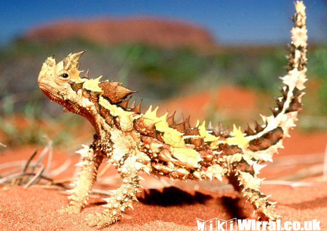 Attached picture Thorny Devil.jpg